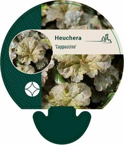 Heuchera 'Cappuccino' P9
