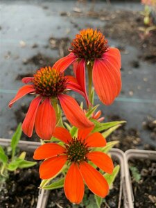 Echinacea purpurea 'Lakota Orange' C2