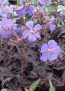 Geranium prat. 'Midnight Reiter' P9