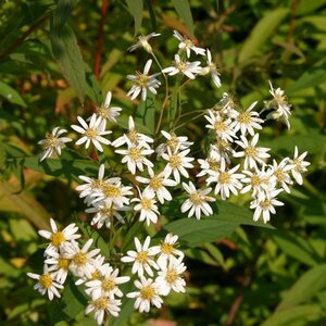 Aster umbellatus 'Weisser Schirm' P9