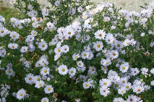 Aster n.-b. 'Porzellan' P9 - afbeelding 2