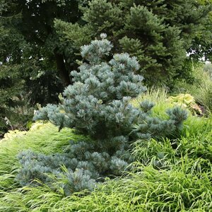 Pinus parv. 'Negishi' 50/60 KL. - afbeelding 2
