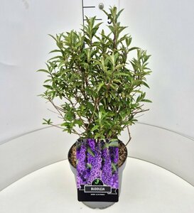 Buddleja davidii 'Ile de France' C5 - afbeelding 8