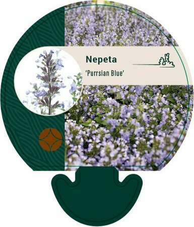 Nepeta 'Purssian Blue'  P9 - afbeelding 4