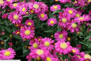 Aster novi-belgii P9