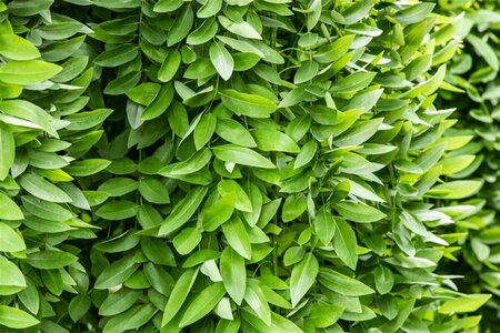 Sophora japonica 'Pendula' ST. 225 14-16 C.  - afbeelding 1