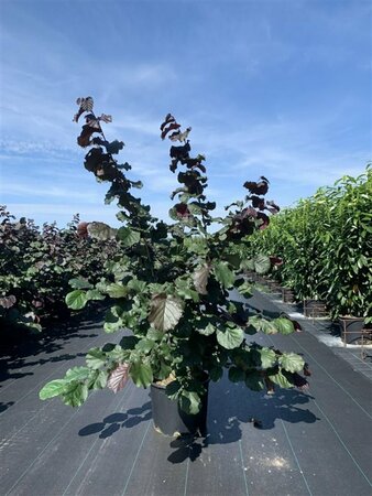 Corylus maxima 'Purpurea' 125/150 C. - afbeelding 2