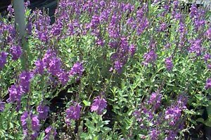 Veronica austr. 'Royal Blue' P9