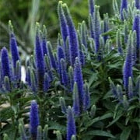 Veronica austr. 'Royal Blue' P9 - afbeelding 2