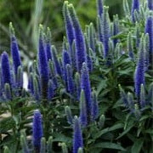 Veronica austr. 'Royal Blue' P9 - afbeelding 2