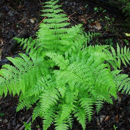 Athyrium filix-femina C2 - afbeelding 4