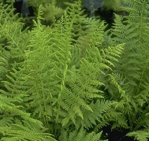Athyrium filix-femina C2