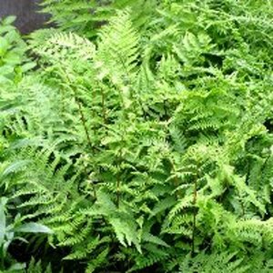 Athyrium filix-femina C2 - afbeelding 5