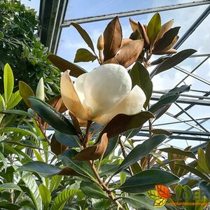 Magnolia grandiflora 12-14 C. HO.