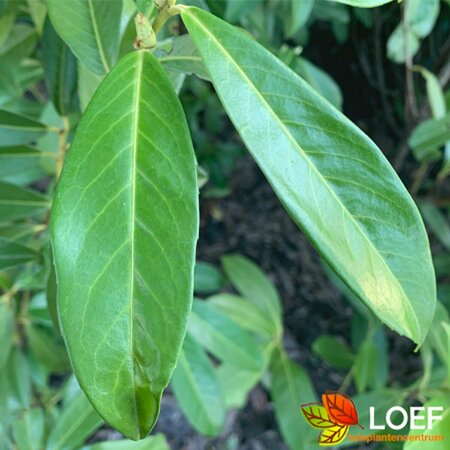 Prunus laur. 'Genolia' 150/175 C.