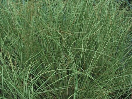 Carex comans 'Frosted Curls' C2 - afbeelding 1