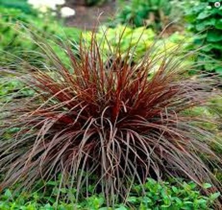 Uncinia rubra C2