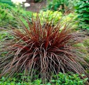 Uncinia rubra C2