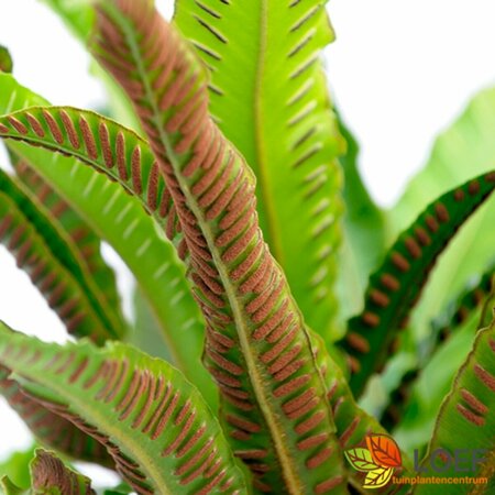 Asplenium scolopendrium C5 - afbeelding 3