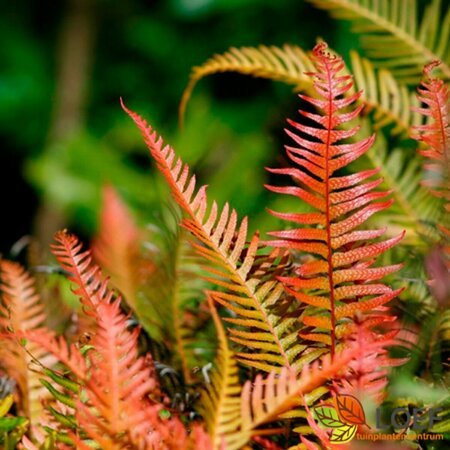 Doodia media C2 - afbeelding 2