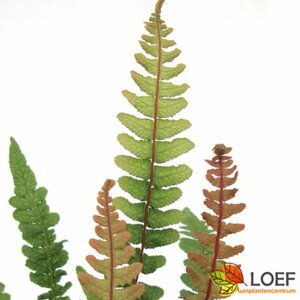 Doodia media C2 - afbeelding 3