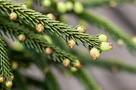 Picea orientalis 'Aureospicata' 40/50 C.