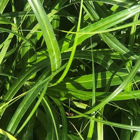 Carex 'Ribbon Falls' C3 - afbeelding 1