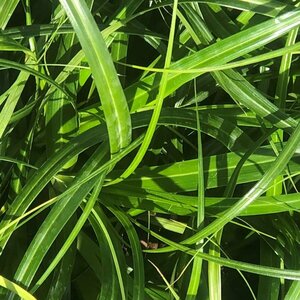 Carex 'Ribbon Falls' C3