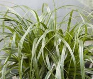 Carex 'Ribbon Falls' C3 - afbeelding 2
