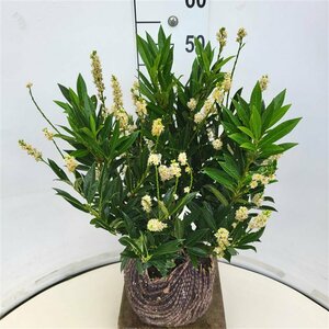 Prunus laurocerasus 'Otto Luyken' ST. 150 C.  - afbeelding 5