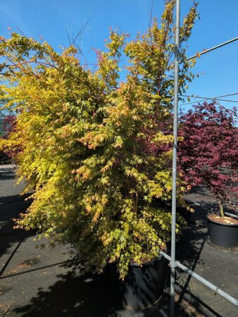 Acer palmatum 'Sangokaku' 175/200 C. - afbeelding 3