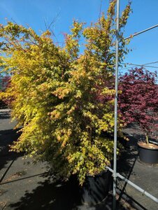 Acer palmatum 'Sangokaku' 175/200 C. - afbeelding 3