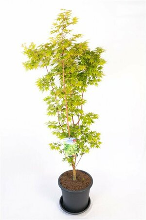 Acer palmatum 'Sangokaku' 175/200 C. - afbeelding 5