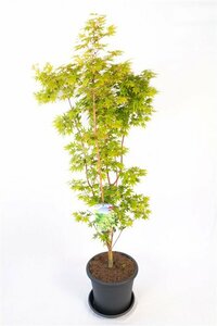 Acer palmatum 'Sangokaku' 175/200 C. - afbeelding 5