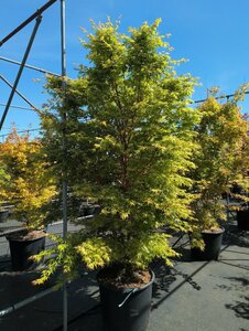 Acer palmatum 'Sangokaku' 175/200 C. - afbeelding 4