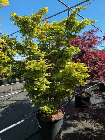 Acer palmatum 'Sangokaku' 175/200 C. - afbeelding 2