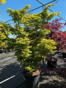 Acer palmatum 'Sangokaku' 175/200 C.