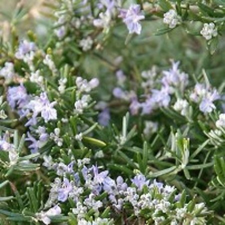 Rosmarinus officinalis 'Prostratus' C10 - afbeelding 3