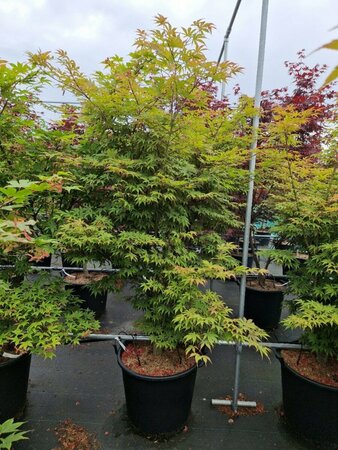 Acer palmatum 'Osakazuki' 200/225 C. Solitair - afbeelding 3