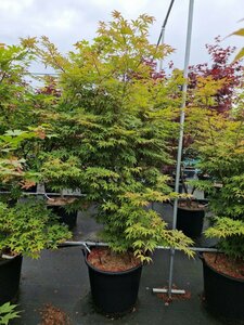 Acer palmatum 'Osakazuki' 200/225 C. Solitair - afbeelding 3