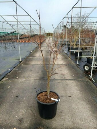 Acer palmatum 'Osakazuki' 200/225 C. Solitair - afbeelding 2