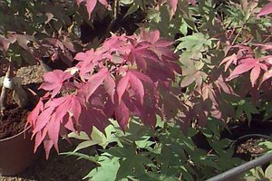 Acer palmatum 'Osakazuki' 200/225 C. Solitair