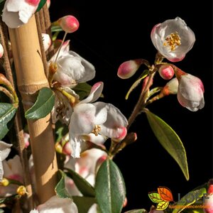 Camellia rosthorniana 'Cupido' 70/80C