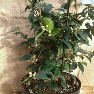 Camellia japonica 'Spring Festival' 60/80 C.