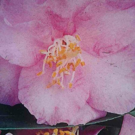 Camellia japonica 'Spring Festival' 60/80 C. - afbeelding 2