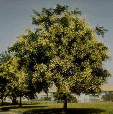 Sophora japonica 225/250 C. Solitair - afbeelding 1