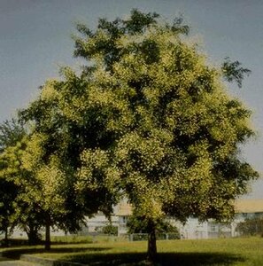 Sophora japonica 225/250 C. Solitair