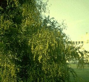 Sophora japonica 225/250 C. Solitair - afbeelding 3