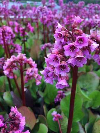 Bergenia cordifolia 'Purpurea' C2 - afbeelding 2