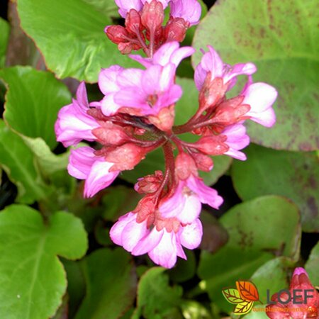 Bergenia cordifolia 'Purpurea' C2 - afbeelding 1